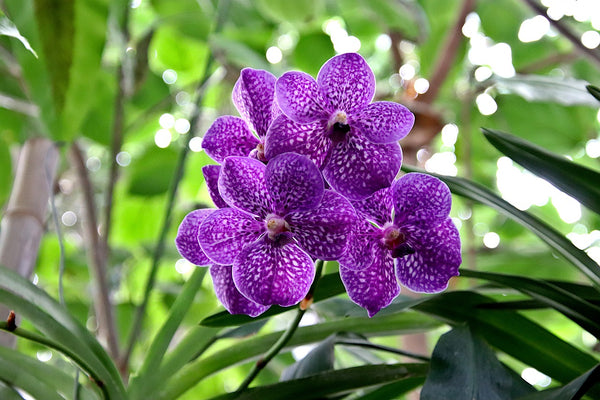 Orchidea gondozása és öntözése