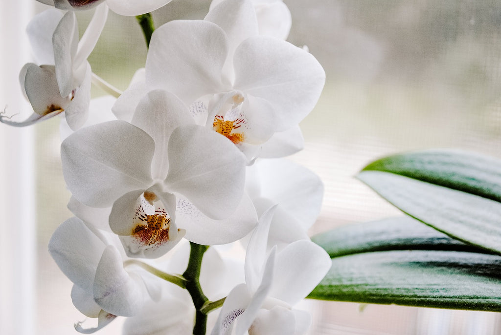 orchideák_legszebb szobanövények_virág_virágzó szobanövények_otthon_dekoráció