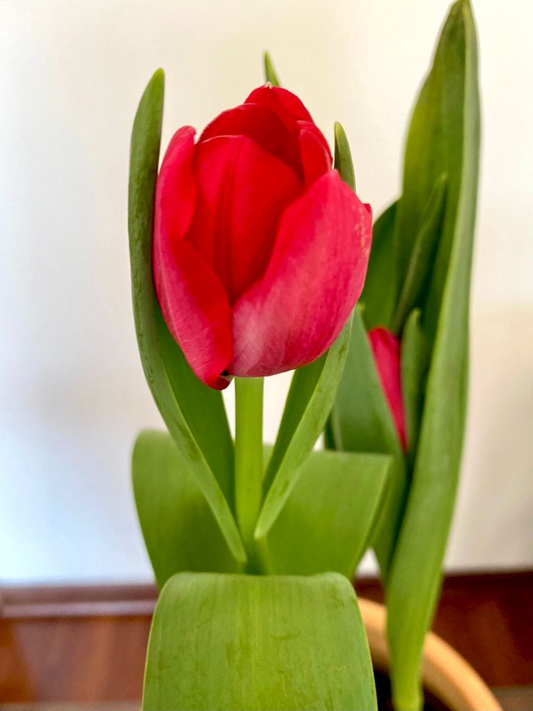 Curiosidades de los Tulipanes – Dos Calas Jardinería