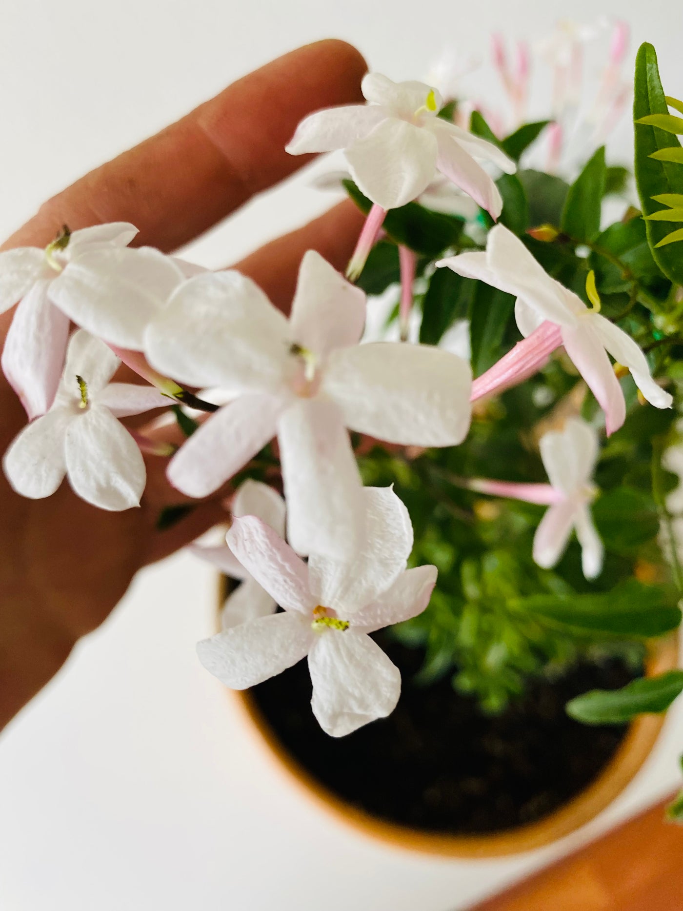 Jazmín de Leche – Dos Calas Jardinería