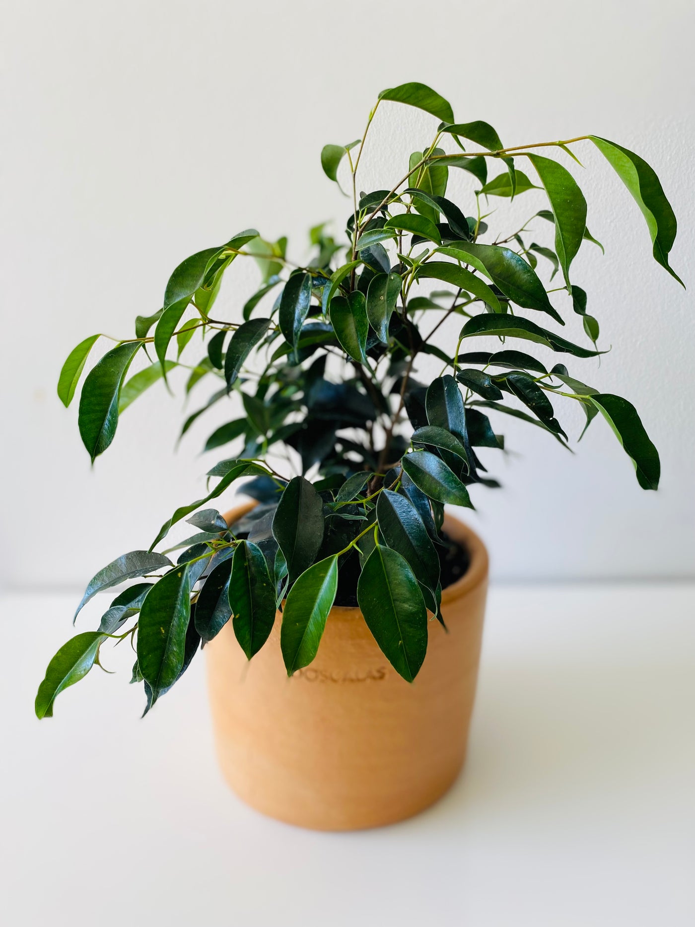 Ficus Benjamina – Dos Calas Jardinería