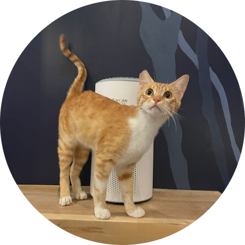 Photo of orange cat with UV Can Sanitize Tulip Air Purifier at Catoro Cafe