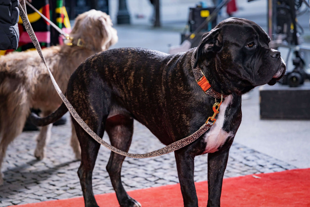 Hund bei „Germany ́s Next Topmodel“ Ausstatter Prunkhund 