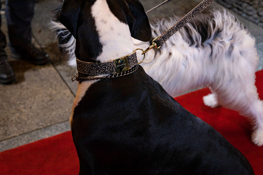 Prunkhund Halsband bei „Germany ́s Next Topmodel“