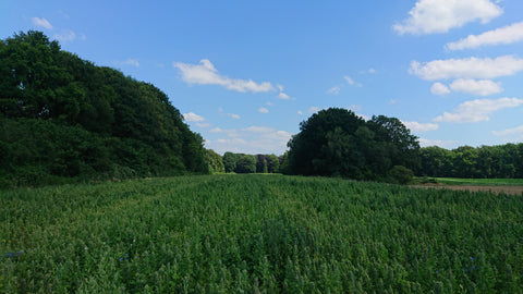 Field of quinoa in Lochem from farmers Arjen and Winny
