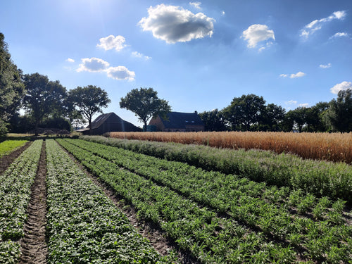 View over farm