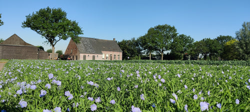 Flaxseed flowering on the farm