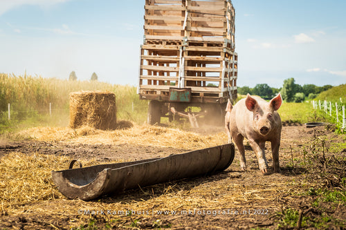 Free Range Pigs