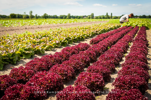 Organic vegetable production on the farm