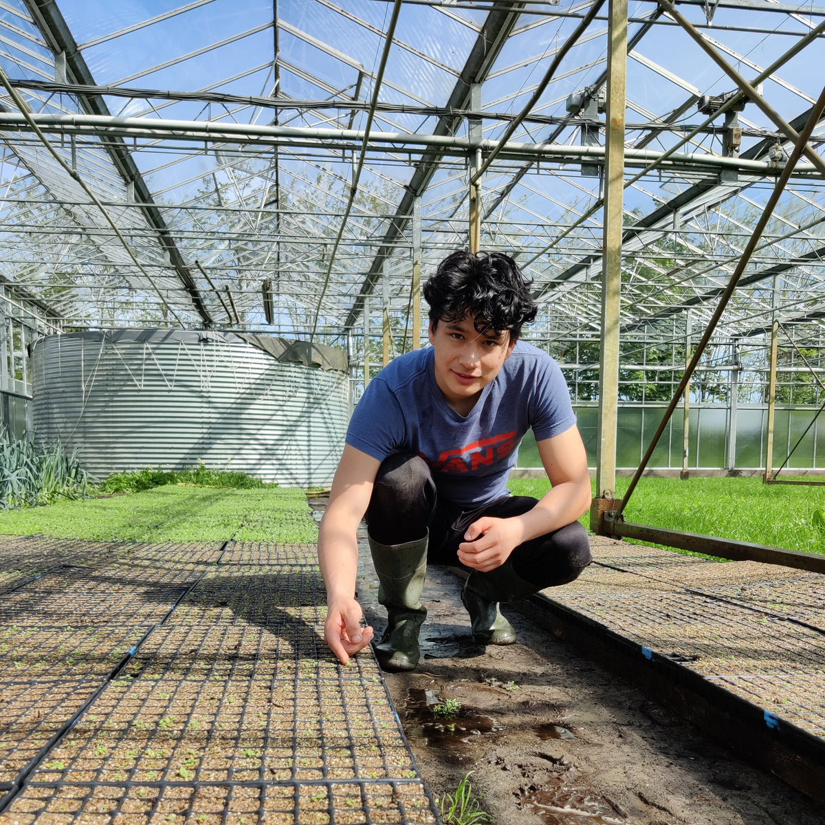 Teyo Broers - Germination of native herbal tea plants