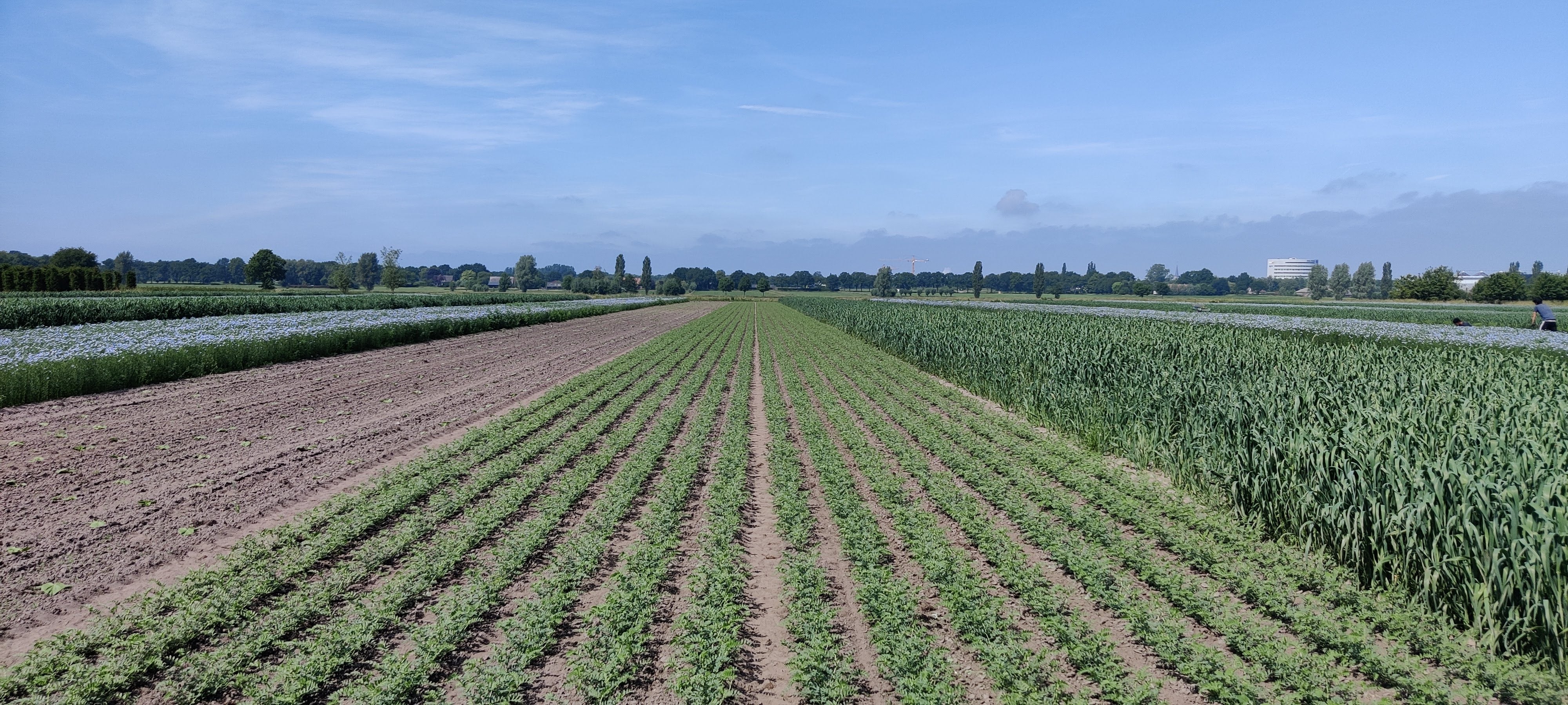 Stripcropping field with chickpea crop in the center