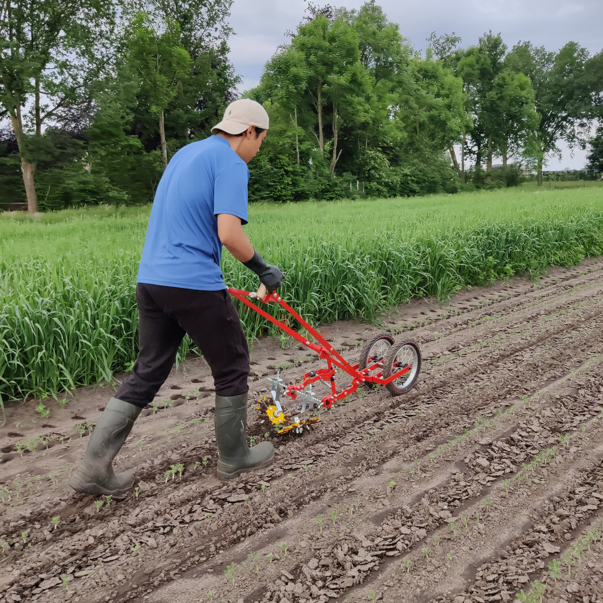 Seongbae Park fingerweeding beans at Ekoto Farm