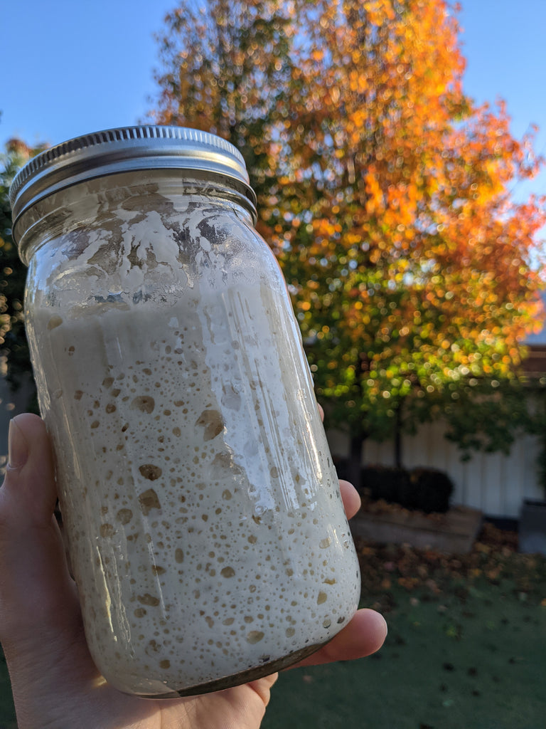 Active sourdough starter