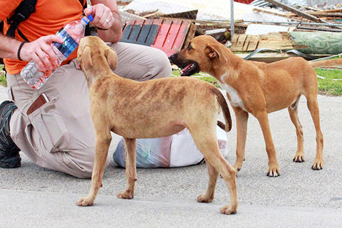 Animal welfare in India – 3 rescue shelters working towards this crucial endeavor
