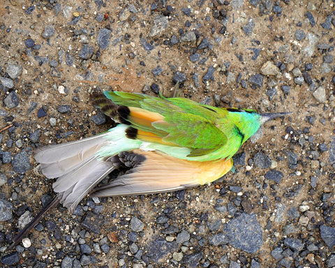 Impact of Makar Sankranti on Birds, And How to Protect them from Getting Injured