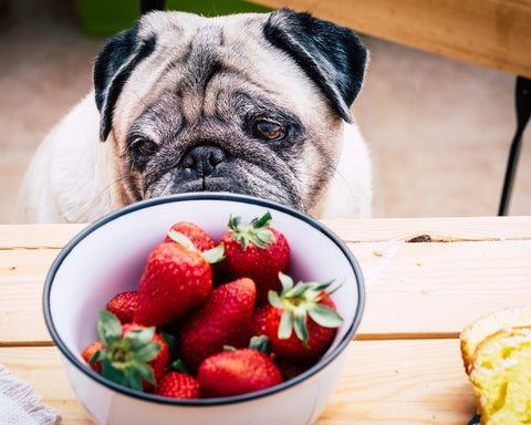 5 Winter Food To Maintain Your Pets’ Diet
