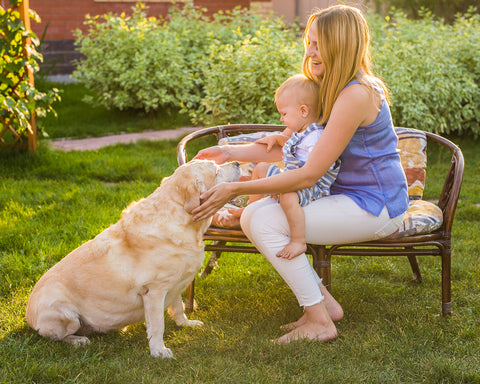 Reasons Why Pets form an Essential Support to the Family