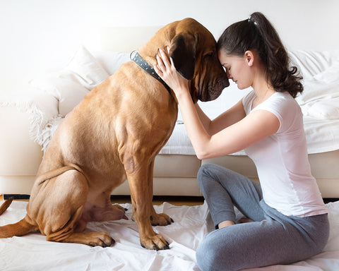 5 New Year’s Resolutions for Pet Parents