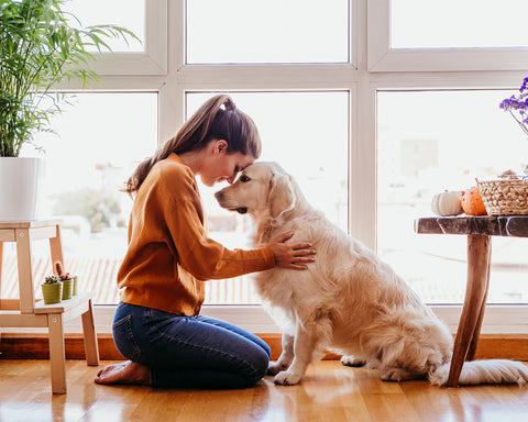 Reasons Why Pets form an Essential Support to the Family