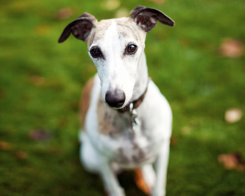 Whippets - 10 Dog Breeds that Cannot Handle Cold