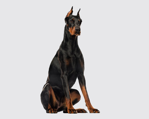 Doberman - 10 Dog Breeds that Cannot Handle Cold