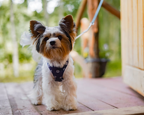Yorkshire Terrier -10 Dog Breeds that Cannot Handle Cold