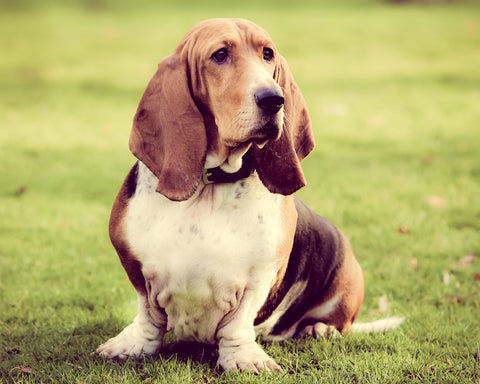 Basset Hound - 10 Dog Breeds that Cannot Handle Cold