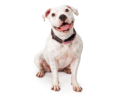  Pit bulls - 10 Dog Breeds that Cannot Handle Cold