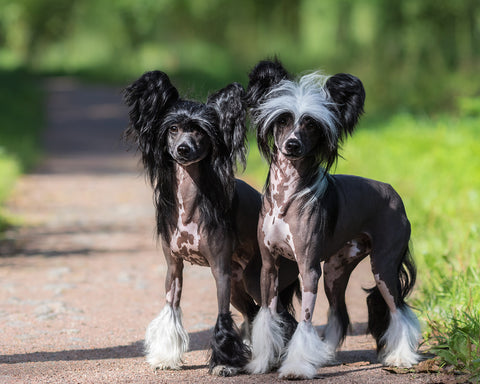  Chinese Crested - 10 Dog Breeds that Cannot Handle Cold