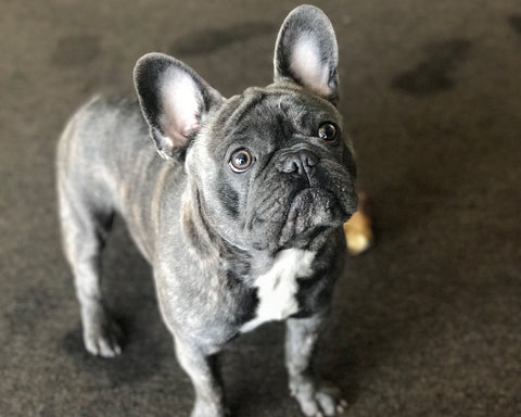 French bull - 10 Dog Breeds that Cannot Handle Cold