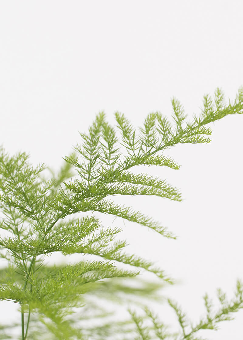 are asparagus fern berries harmful to poodles