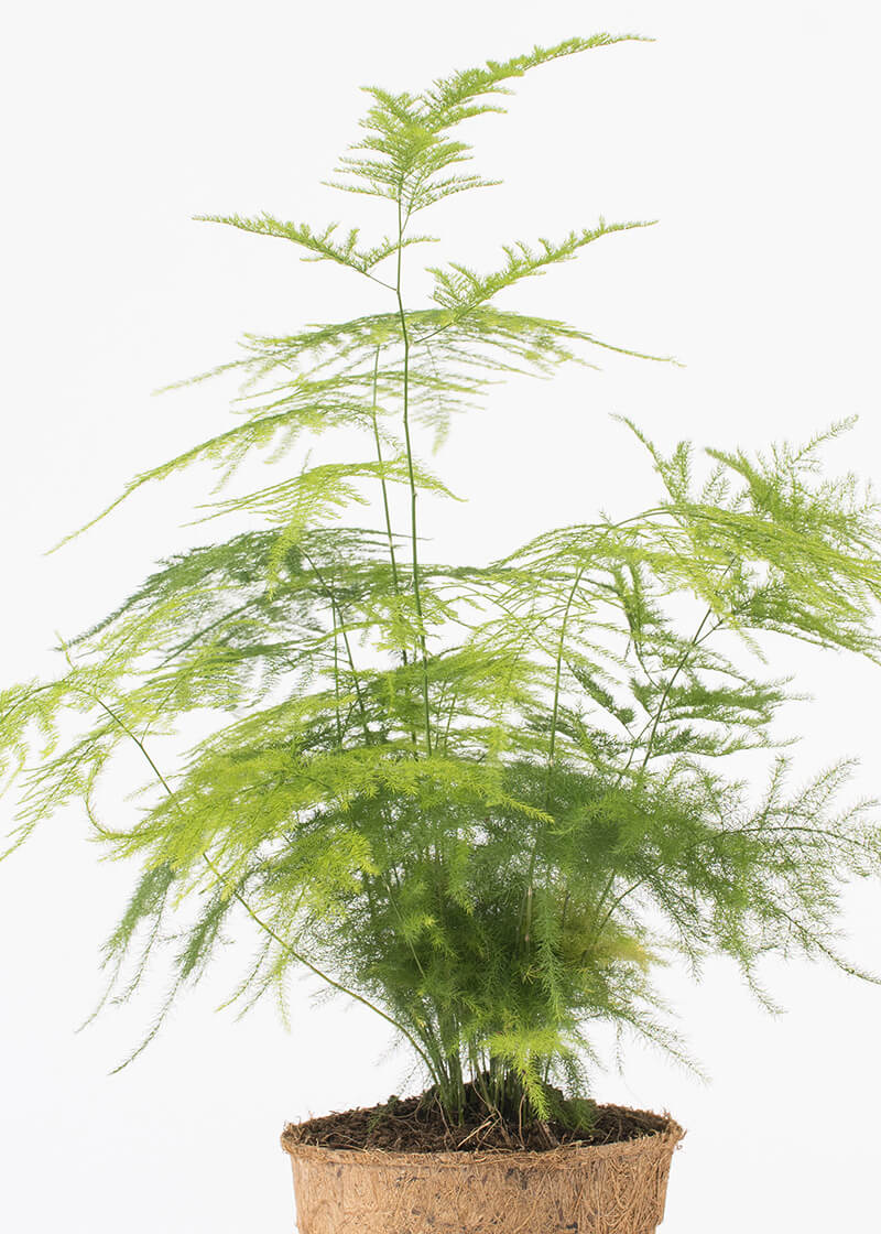 are asparagus fern berries harmful to poodles