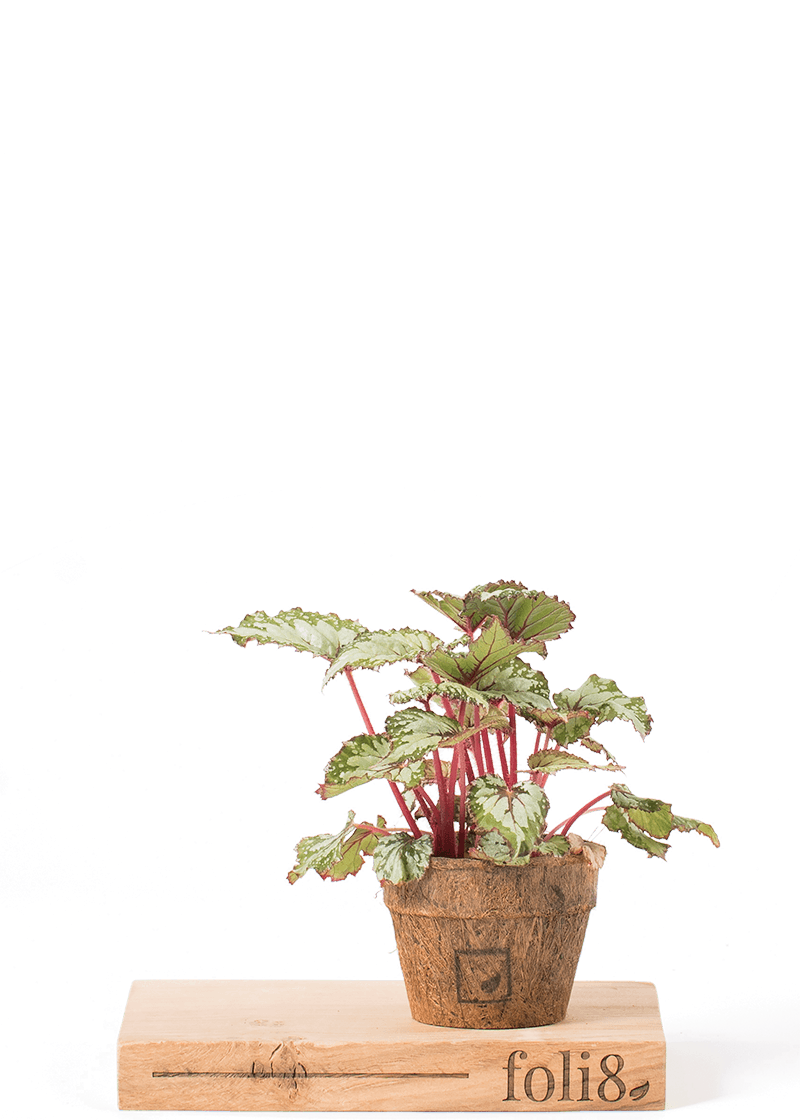 Begonia Rex "Asian Tundra"