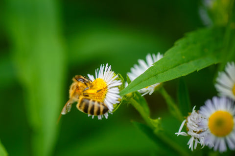 Pollinisation