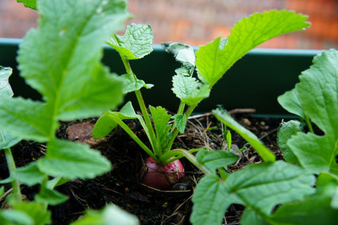 Radis dans une jardinière, prêts à être récoltés