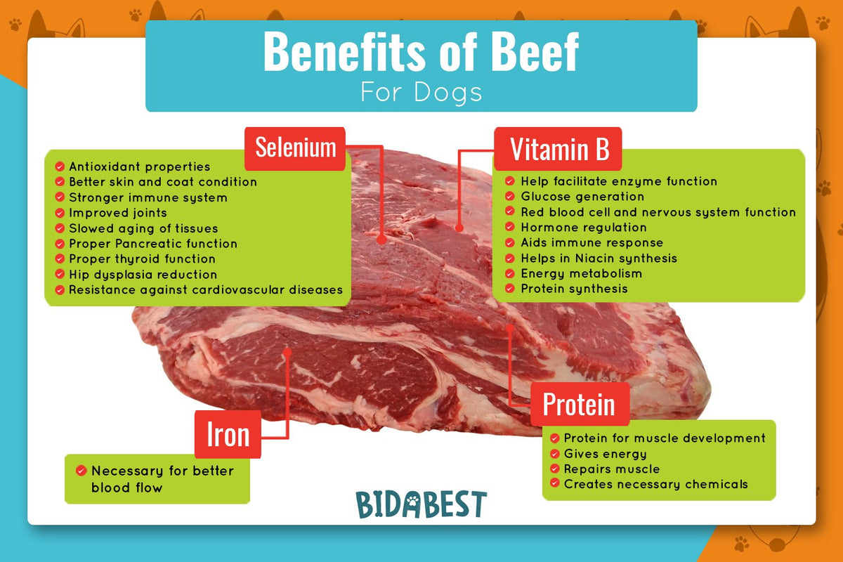 Is Beef Good for Dogs? BidaBest Pet Food