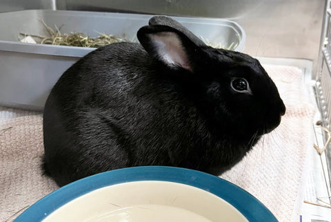 Beauty the rabbit up for adoption at Bradshaw Animal Shelter