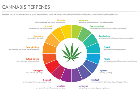 Cannabis Terpene Infographic