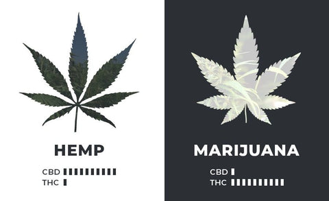 Hemp Versus Marijuana