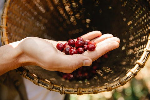 Coffee cherries, coffee farms