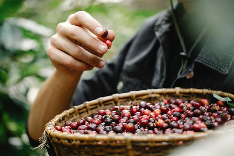 Picking coffee cherries