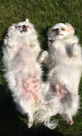 boulderbarks-colorado-boulder-dog-collars-leashes-harnesses-chihuahua-sunbathing