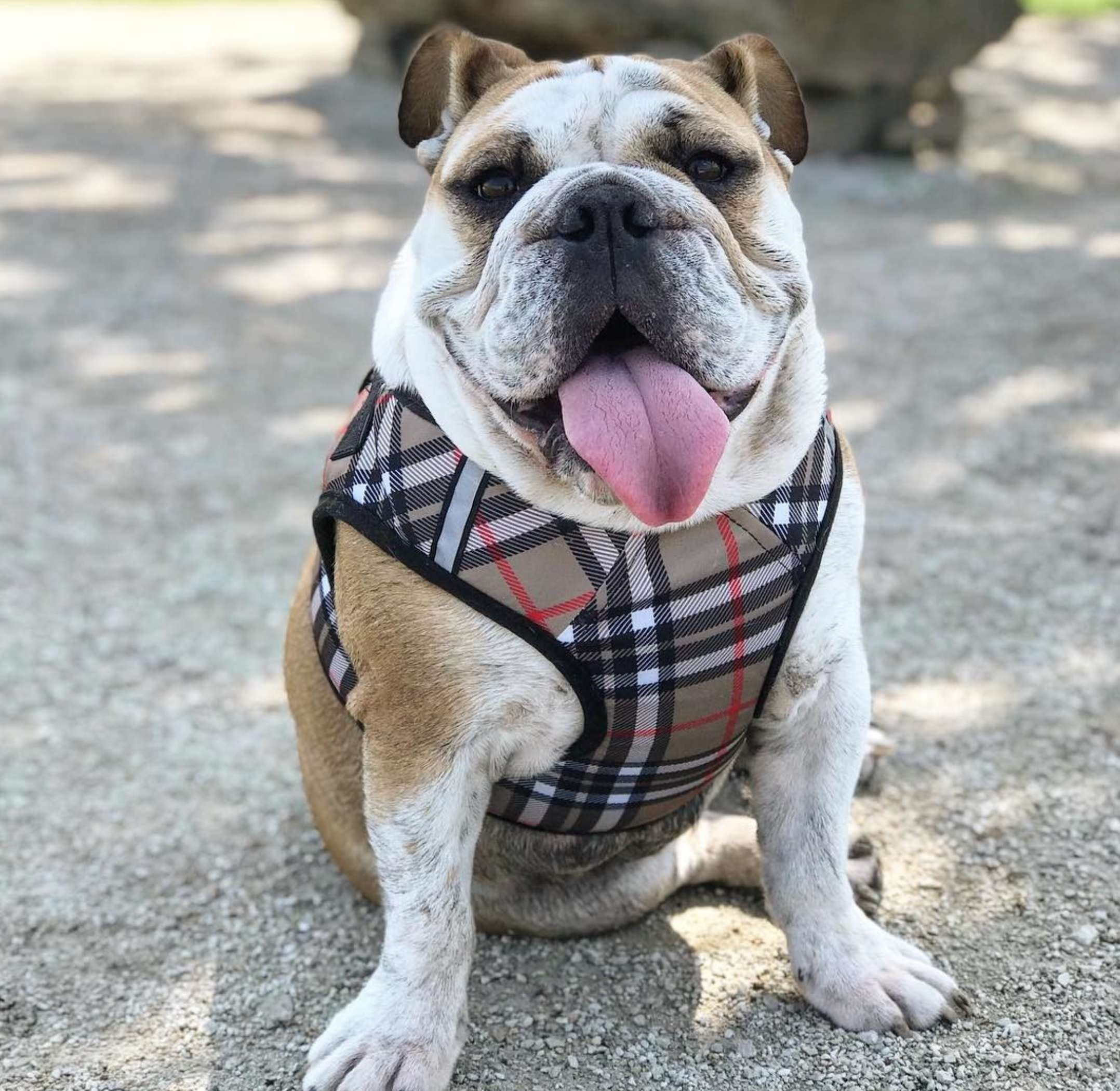 Tan Plaid Bias Dog Collar