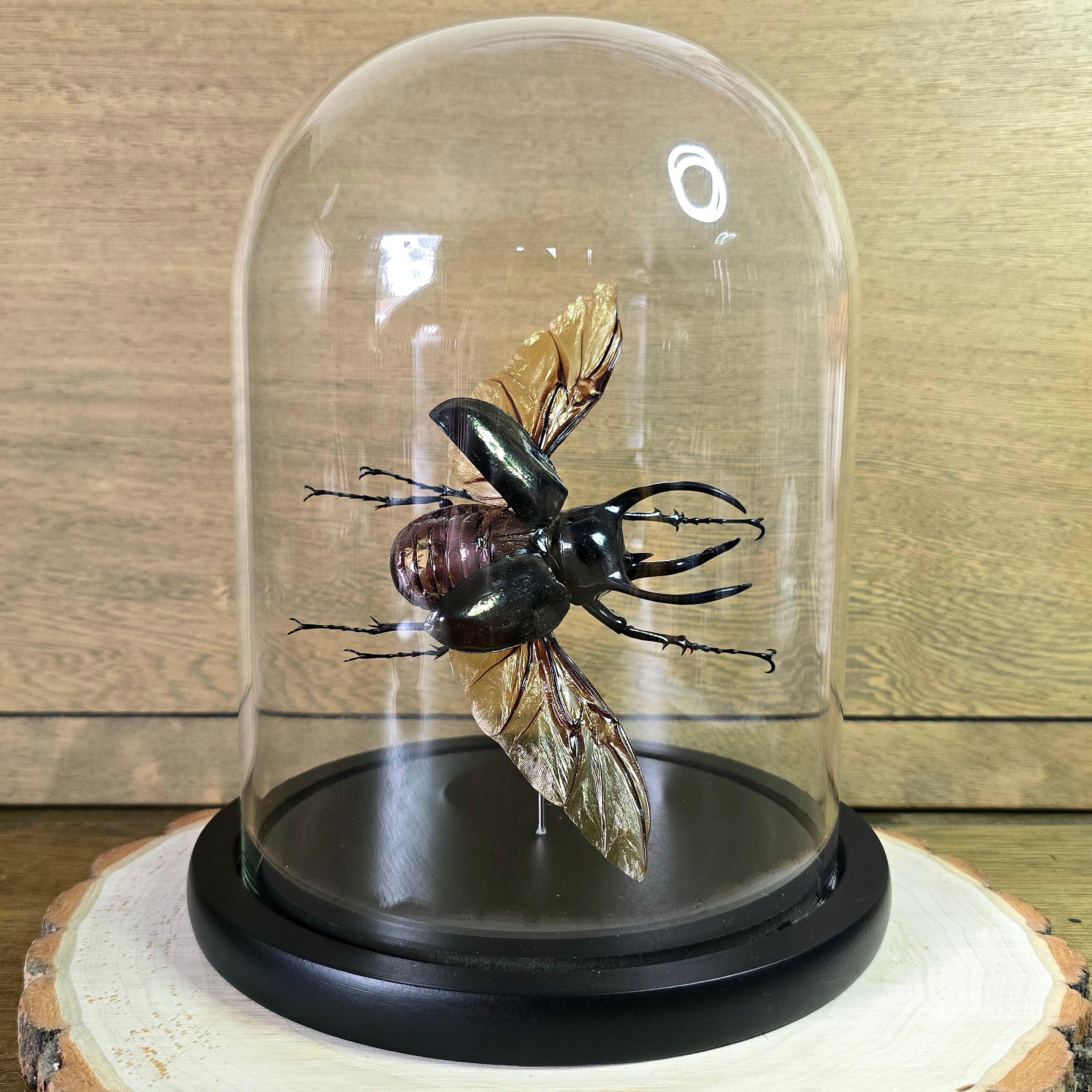 Atlas Beetle (Male) Cloche Dome