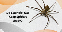 essential oils to repel spiders