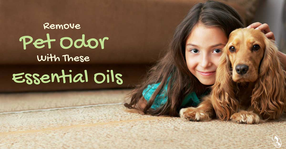 Remove Pet Odor With These Essential Oils Organic Aromas