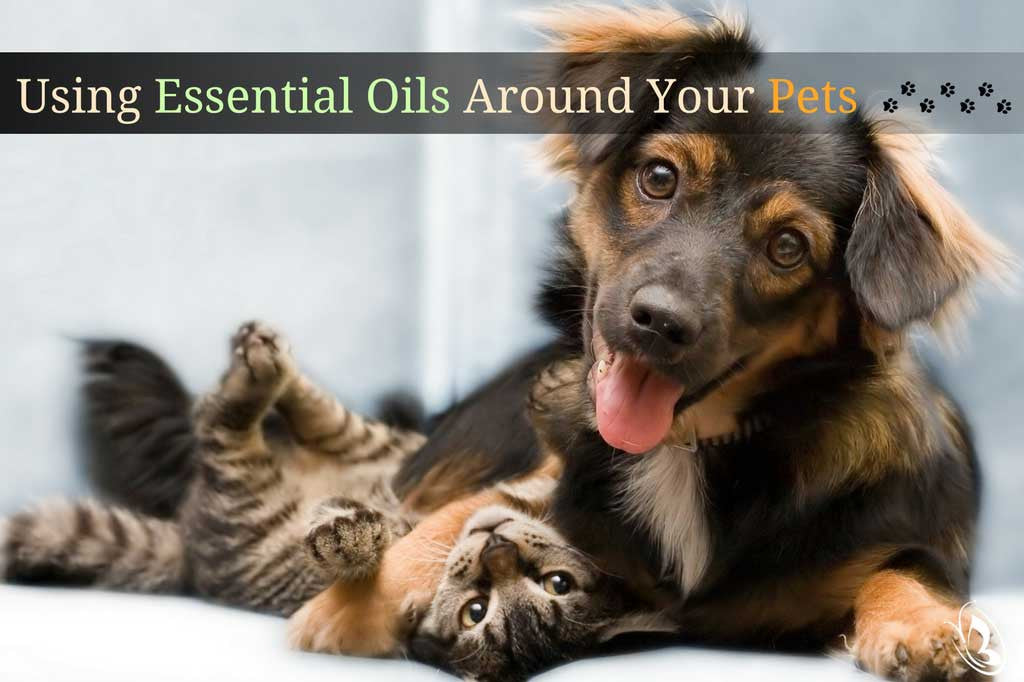 Using Essential Oils Around Pets