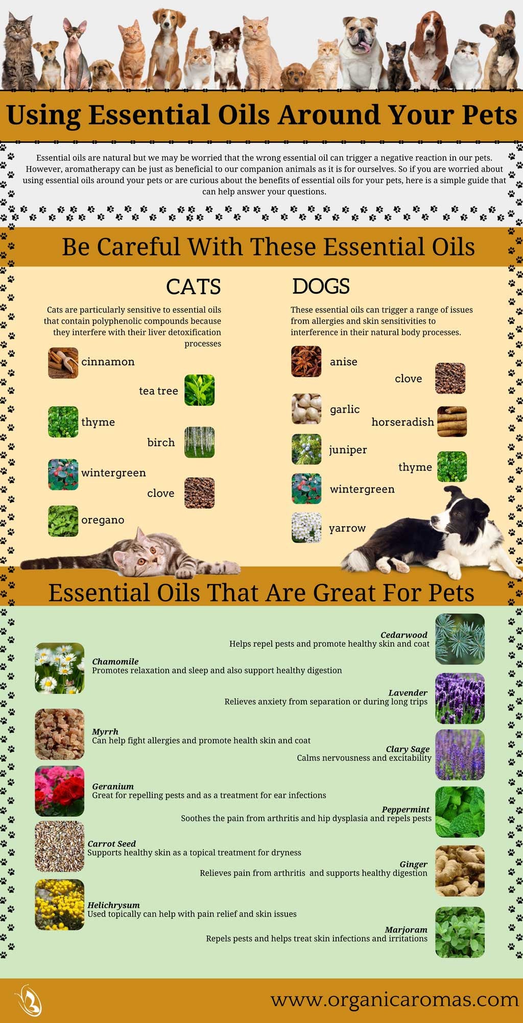 Using Essential Oils Around Pets Info-graphic