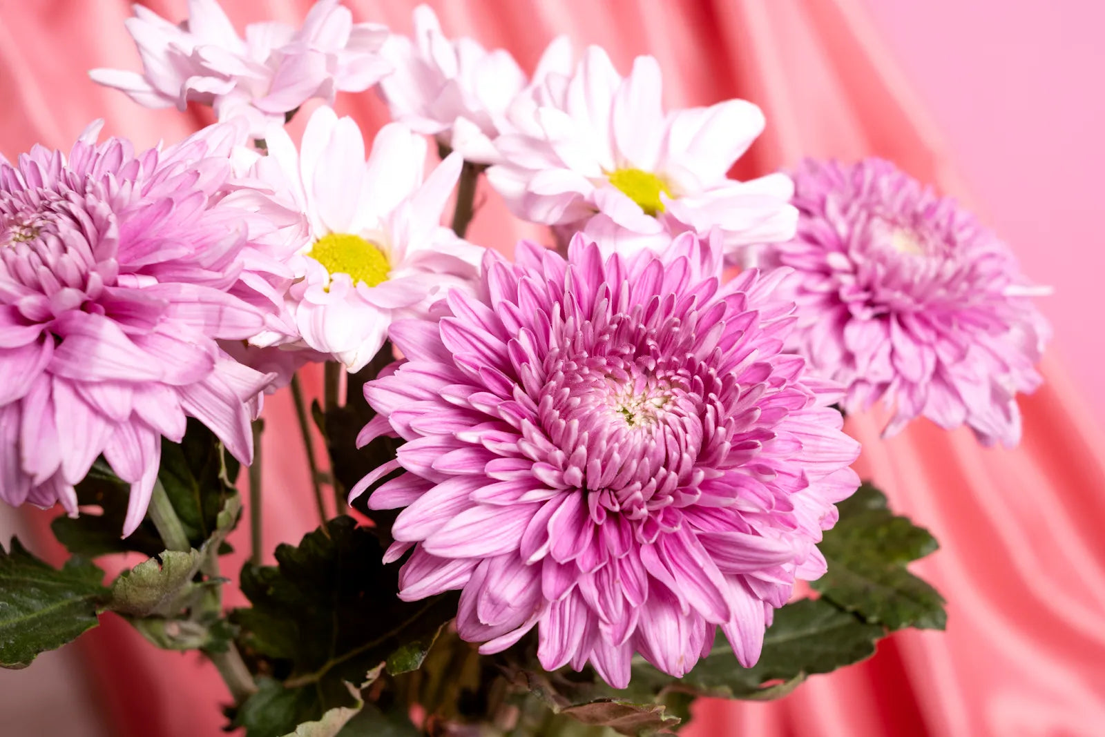 5 Factors Influence How Long Chrysanthemums Last