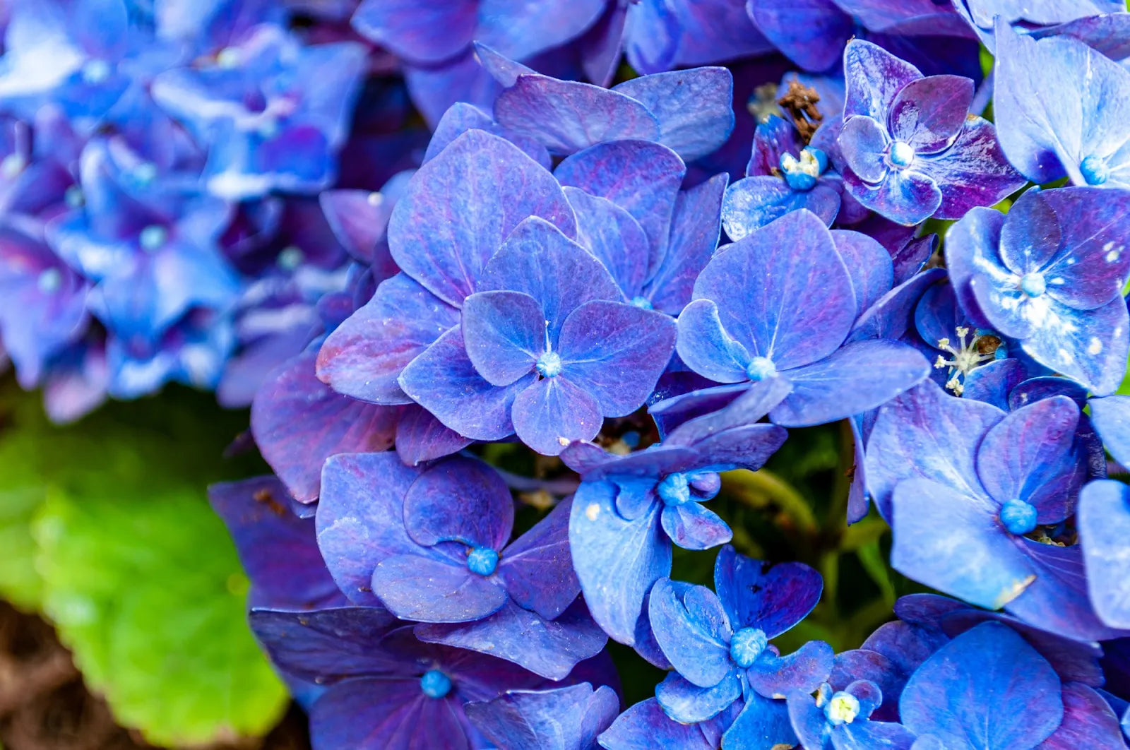 Blue Hydrangea (Hydrangea Macrophylla)